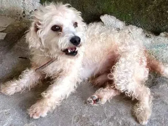 Cachorro ra a Poodles idade 3 anos nome Neguinho