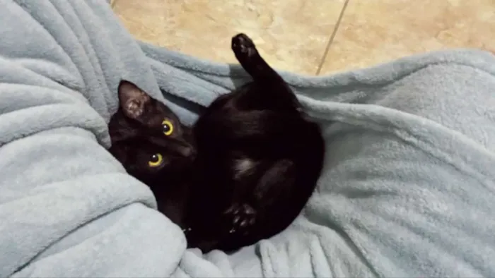 Gato ra a SRD idade 3 anos nome Amanô/Yusuke/Yukina