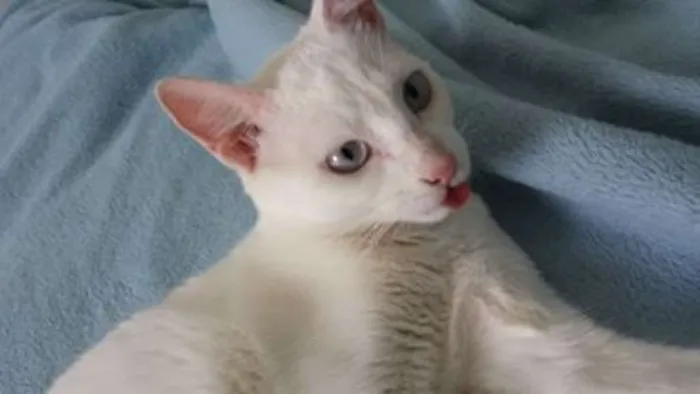 Gato ra a SRD idade 3 anos nome Amanô/Yusuke/Yukina