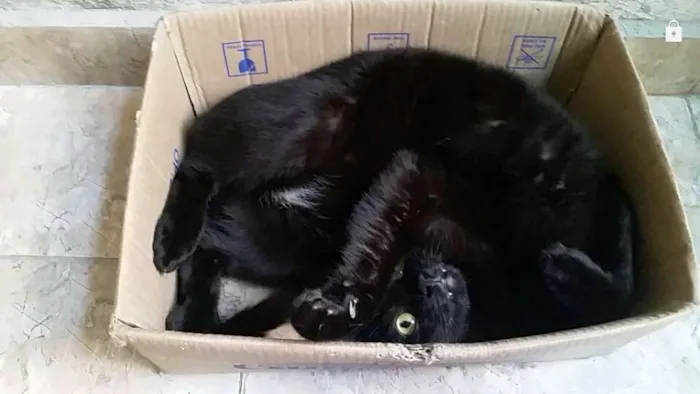 Gato ra a SRD idade 3 anos nome Amanô/Yusuke/Yukina