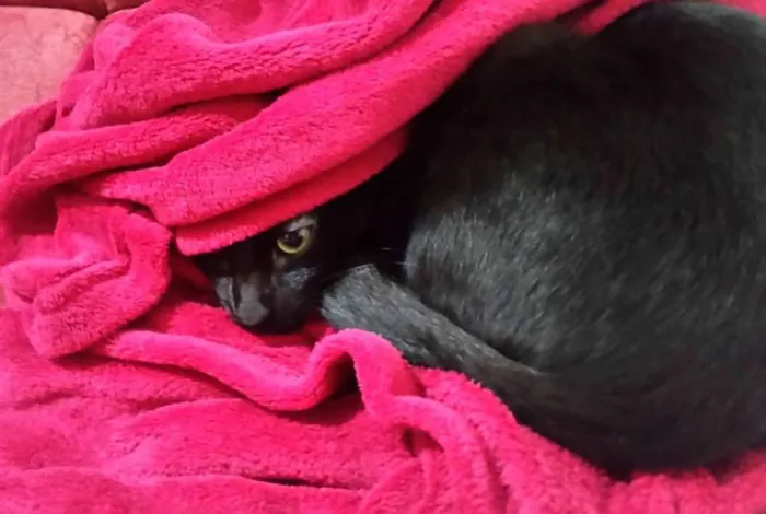 Gato ra a SRD idade 3 anos nome Amanô/Yusuke/Yukina