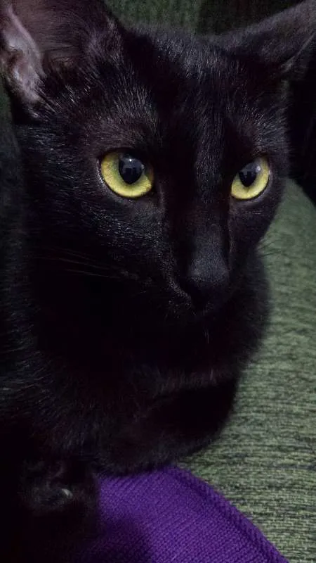 Gato ra a SRD idade 3 anos nome Amanô/Yusuke/Yukina