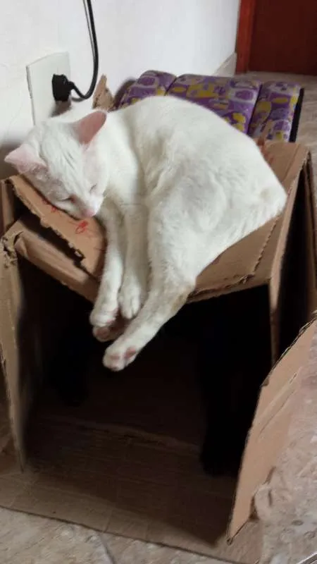 Gato ra a SRD idade 3 anos nome Amanô/Yusuke/Yukina
