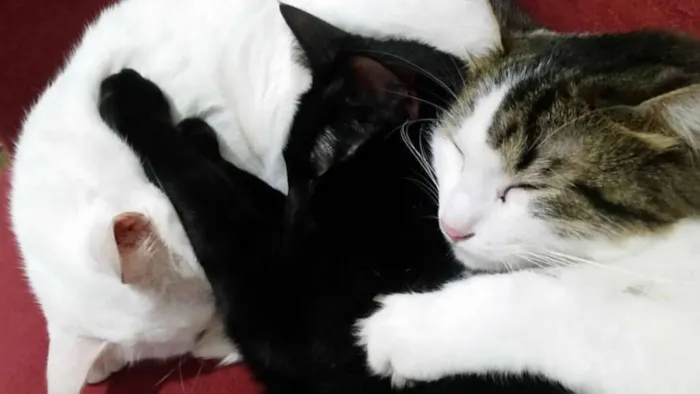 Gato ra a SRD idade 3 anos nome Amanô/Yusuke/Yukina
