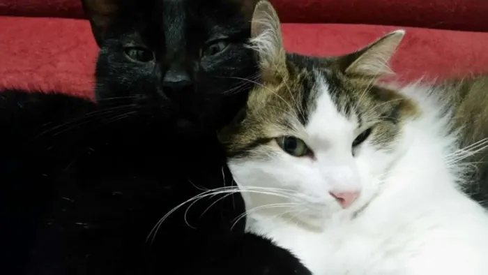 Gato ra a SRD idade 3 anos nome Amanô/Yusuke/Yukina