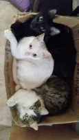 Amanô/Yusuke/Yukina