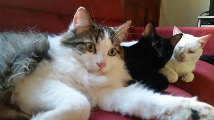 Gato ra a SRD idade 3 anos nome Amanô/Yusuke/Yukina