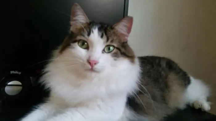Gato ra a SRD idade 3 anos nome Amanô/Yusuke/Yukina