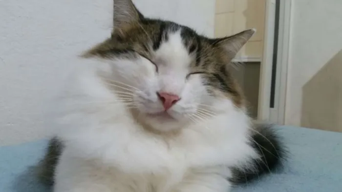 Gato ra a SRD idade 3 anos nome Amanô/Yusuke/Yukina