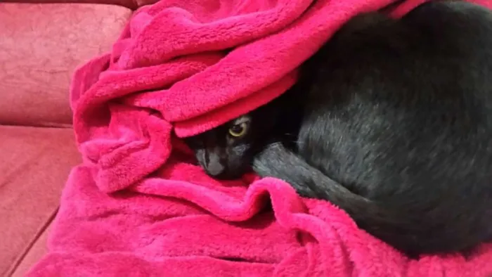 Gato ra a SRD idade 3 anos nome Amanô/Yusuke/Yukina