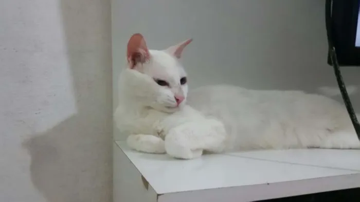 Gato ra a SRD idade 3 anos nome Amanô/Yusuke/Yukina
