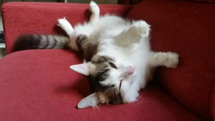 Gato ra a SRD idade 3 anos nome Amanô/Yusuke/Yukina
