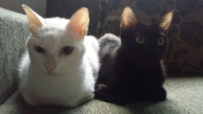 Gato ra a SRD idade 3 anos nome Amanô/Yusuke/Yukina