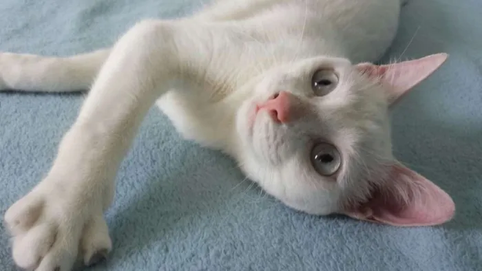 Gato ra a SRD idade 3 anos nome Amanô/Yusuke/Yukina