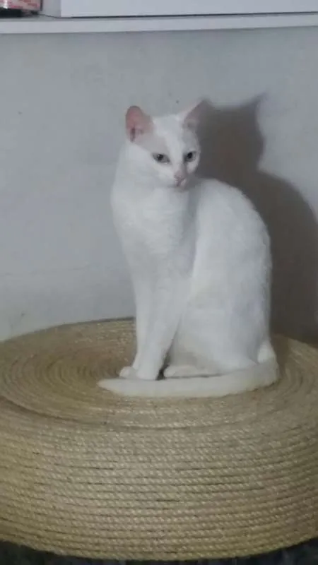 Gato ra a SRD idade 3 anos nome Amanô/Yusuke/Yukina