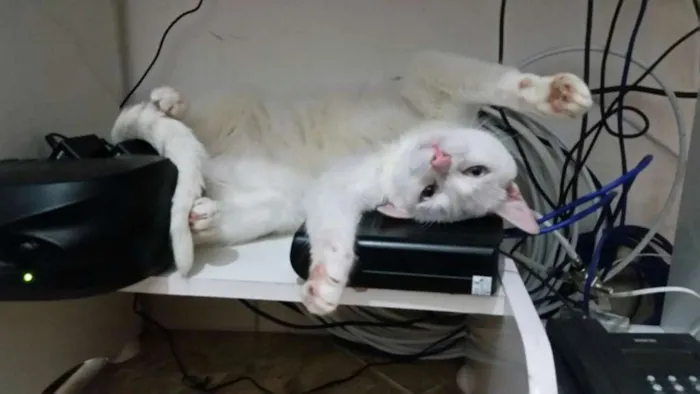 Gato ra a SRD idade 3 anos nome Amanô/Yusuke/Yukina