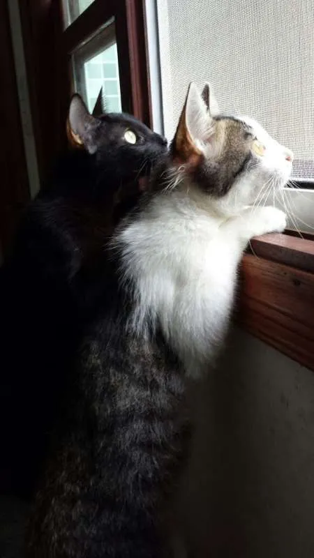 Gato ra a SRD idade 3 anos nome Amanô/Yusuke/Yukina