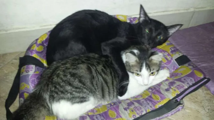 Gato ra a SRD idade 3 anos nome Amanô/Yusuke/Yukina