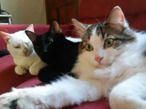 Gato raça SRD idade 3 anos nome Amanô/Yusuke/Yukina