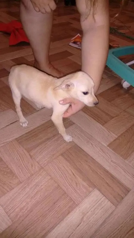 Cachorro raça vira lata idade 2 a 6 meses nome sem nome