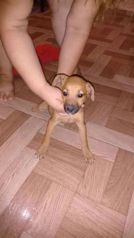 Cachorro raça vira lata idade 2 a 6 meses nome sem nome
