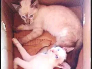 Gato raça Misturada idade Abaixo de 2 meses nome Flocos/Neve