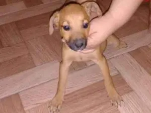 Cachorro raça vira lata idade 2 a 6 meses nome sem nome