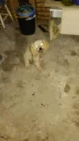 Alemão,Jadi,brazinin
