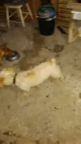 Alemão,Jadi,brazinin