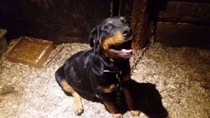 Cachorro ra a Rotweiler idade 4 anos nome Gór