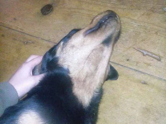 Cachorro ra a Rotweiler idade 4 anos nome Gór