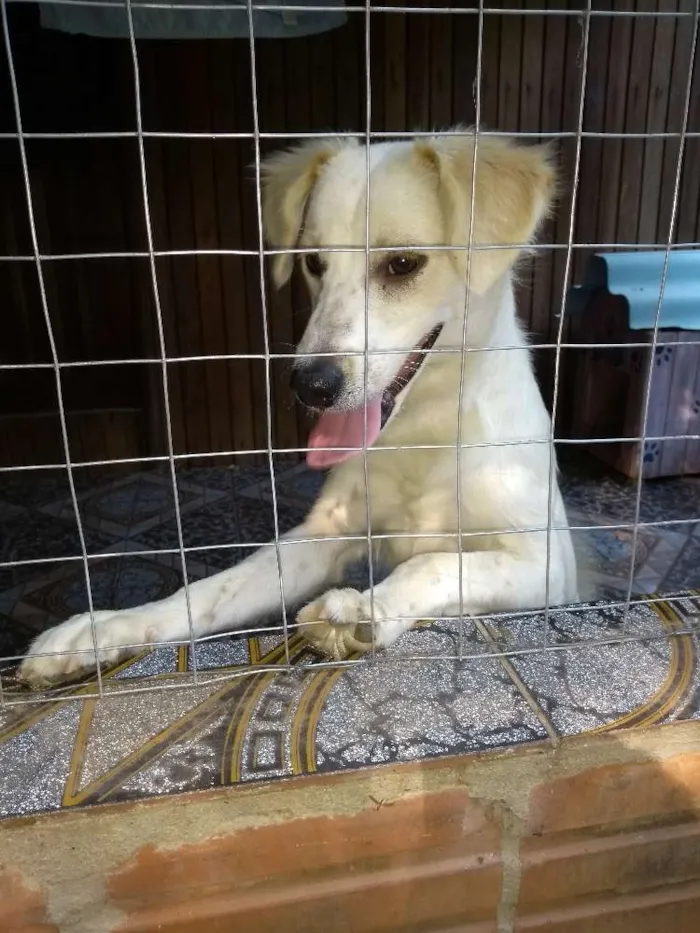 Cachorro ra a Vira lata idade 7 a 11 meses nome Sem nome