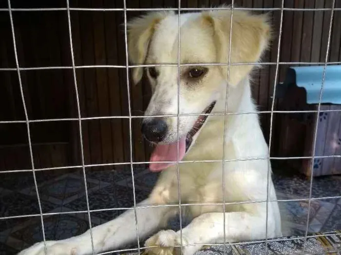 Cachorro ra a Vira lata idade 7 a 11 meses nome Sem nome