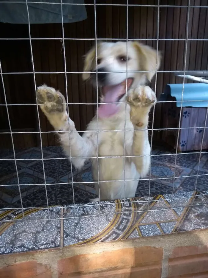 Cachorro ra a Vira lata idade 7 a 11 meses nome Sem nome