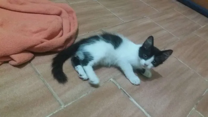 Gato raça  idade 2 a 6 meses nome Frajola