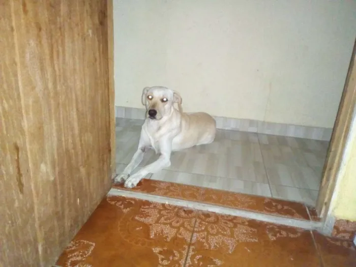 Cachorro ra a Sem raca definida idade 1 ano nome Lola