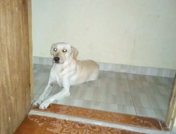 Cachorro ra a Sem raça definida idade 2 a 6 meses nome Lola