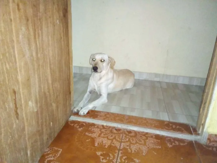 Cachorro ra a Sem raça definida idade 2 a 6 meses nome Lola