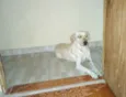 Lola