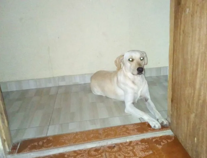 Cachorro ra a Sem raça definida idade 3 anos nome Lola