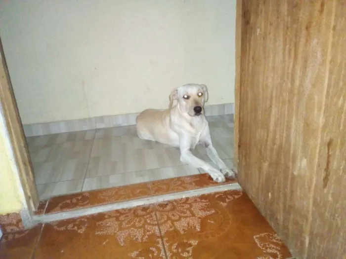 Cachorro ra a Sem raça definida idade 3 anos nome Lola