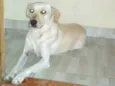 Lola