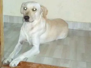 Cachorro raça Sem raça definida idade 3 anos nome Lola