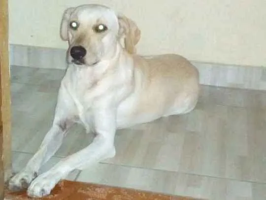 Cachorro ra a Sem raça definida idade 3 anos nome Lola