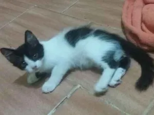 Gato raça  idade 2 a 6 meses nome Frajola