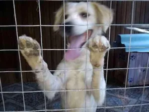 Cachorro raça Vira lata idade 7 a 11 meses nome Sem nome