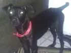 Cachorro raça Misturado com pinscher  idade 1 ano nome Kiko