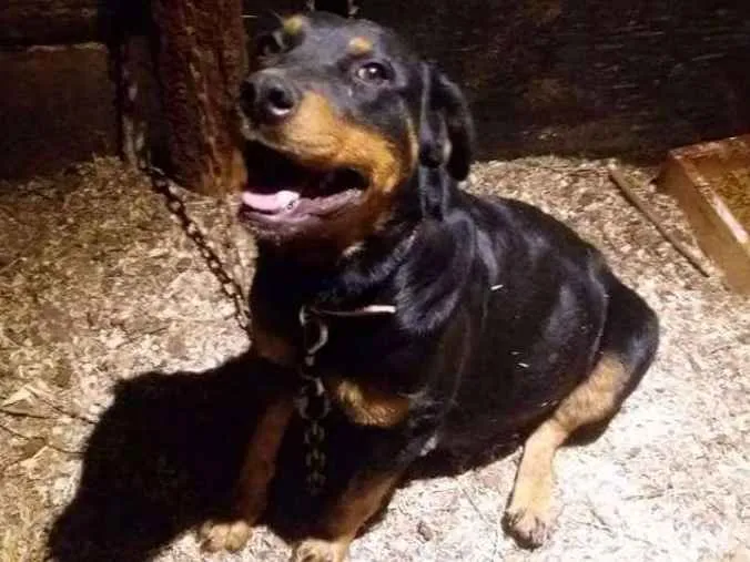 Cachorro ra a Rotweiler idade 4 anos nome Gór