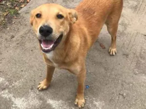 Cachorro raça Srd idade 7 a 11 meses nome Blue