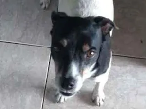 Cachorro raça Não definida idade 2 anos nome Catota
